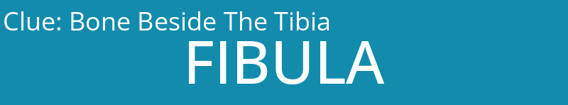 Bone Beside The Tibia