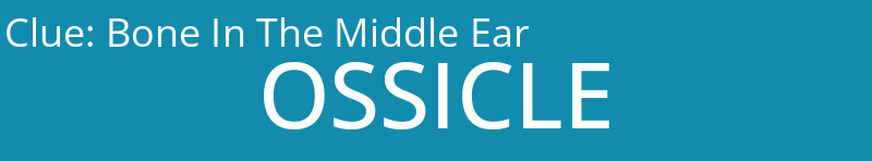 Bone In The Middle Ear
