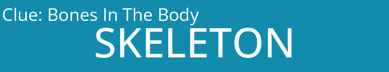 Bones In The Body
