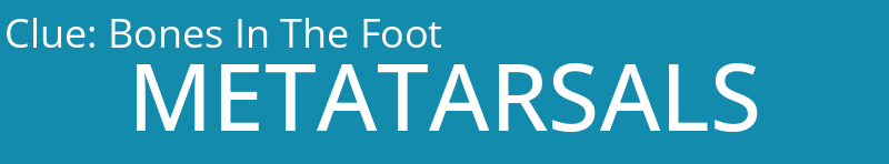 Bones In The Foot