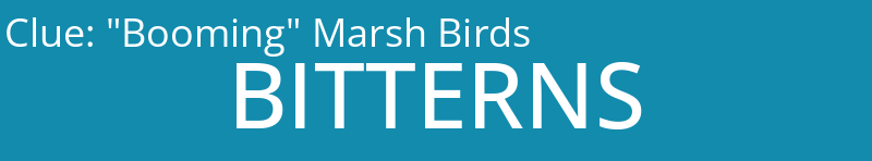"Booming" Marsh Birds