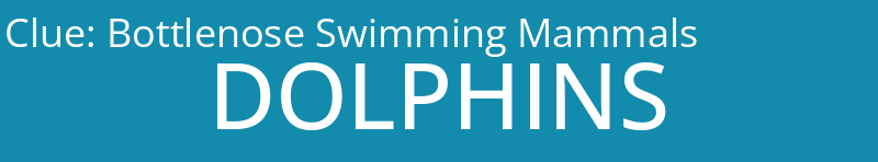 Bottlenose Swimming Mammals