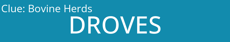 Bovine Herds