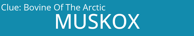 Bovine Of The Arctic