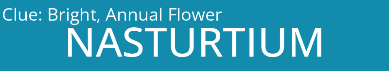 Bright, Annual Flower