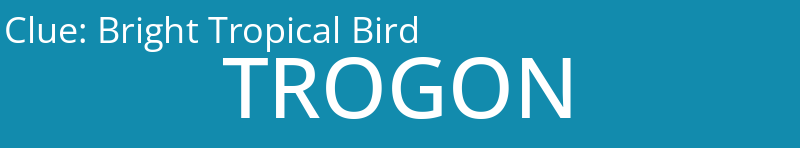 Bright Tropical Bird