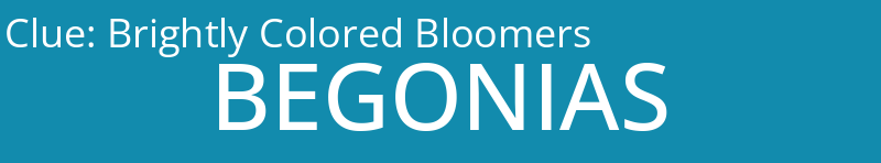 Brightly Colored Bloomers