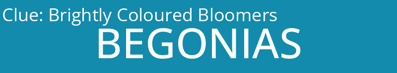 Brightly Coloured Bloomers