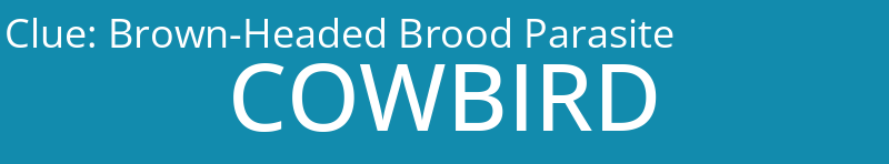 Brown-Headed Brood Parasite