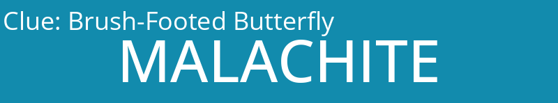 Brush-Footed Butterfly