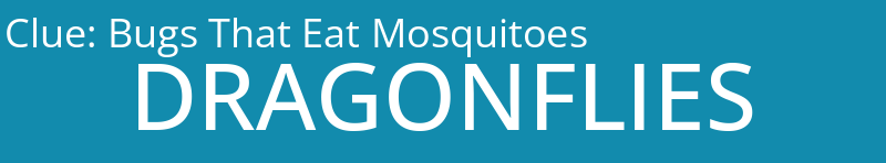 Bugs That Eat Mosquitoes