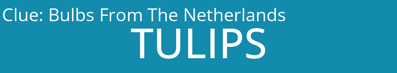 Bulbs From The Netherlands