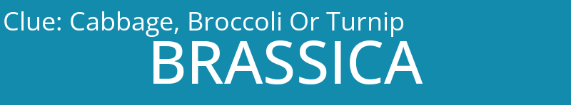 Cabbage, Broccoli Or Turnip