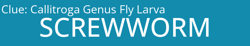 Callitroga Genus Fly Larva