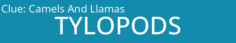 Camels And Llamas