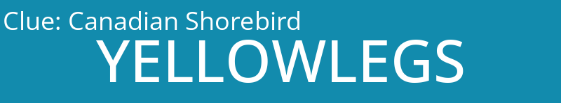Canadian Shorebird
