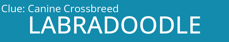 Canine Crossbreed