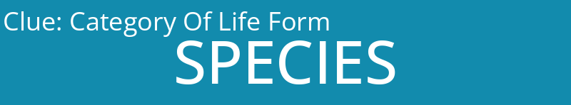 Category Of Life Form