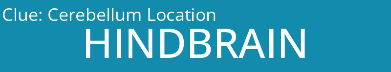 Cerebellum Location