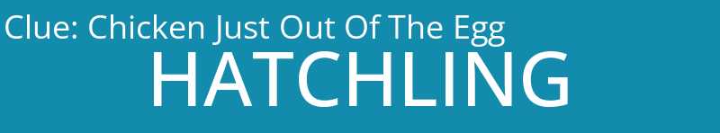 Chicken Just Out Of The Egg