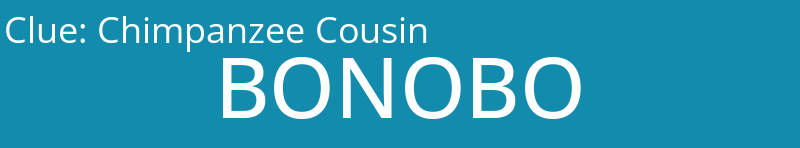 Chimpanzee Cousin