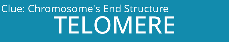 Chromosome's End Structure