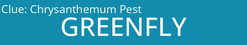 Chrysanthemum Pest