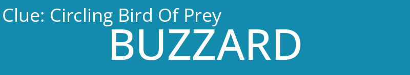 Circling Bird Of Prey