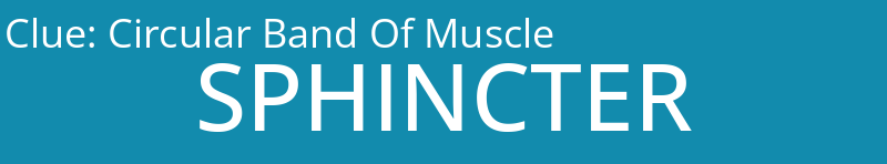 Circular Band Of Muscle