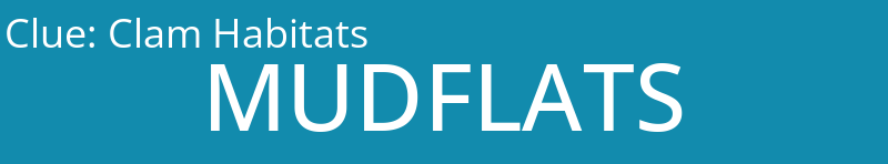 Clam Habitats