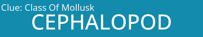 Class Of Mollusk