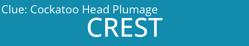 Cockatoo Head Plumage