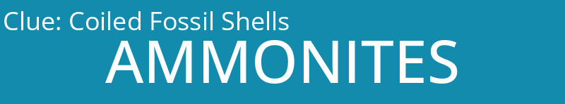 Coiled Fossil Shells