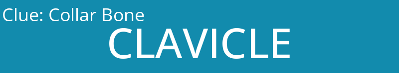 Collar Bone