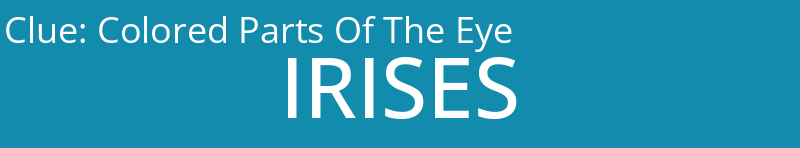 Colored Parts Of The Eye