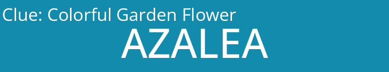 Colorful Garden Flower