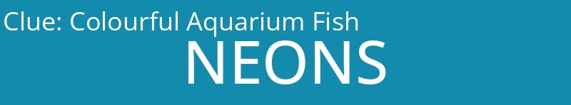 Colourful Aquarium Fish