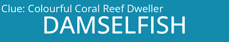 Colourful Coral Reef Dweller