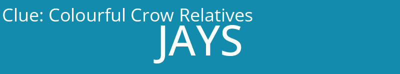 Colourful Crow Relatives