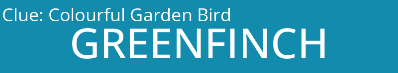 Colourful Garden Bird