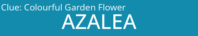 Colourful Garden Flower