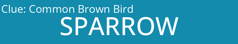 Common Brown Bird