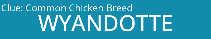 Common Chicken Breed