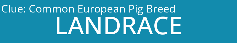 Common European Pig Breed
