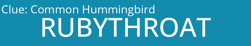 Common Hummingbird