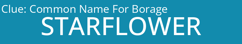 Common Name For Borage