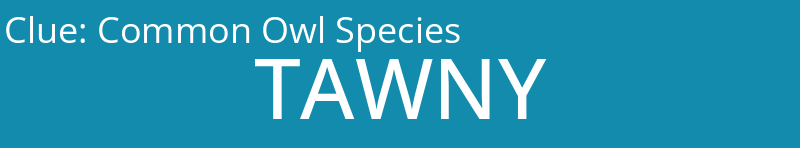 Common Owl Species