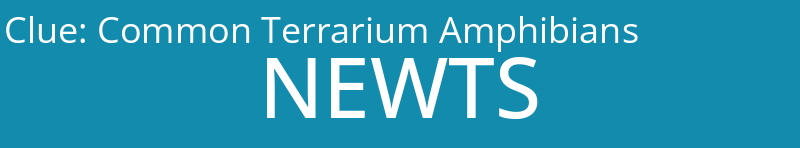 Common Terrarium Amphibians