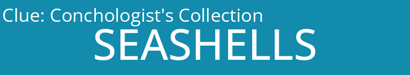 Conchologist's Collection