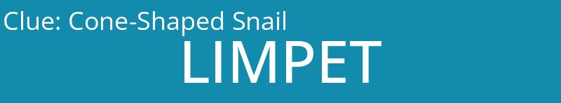Cone-Shaped Snail